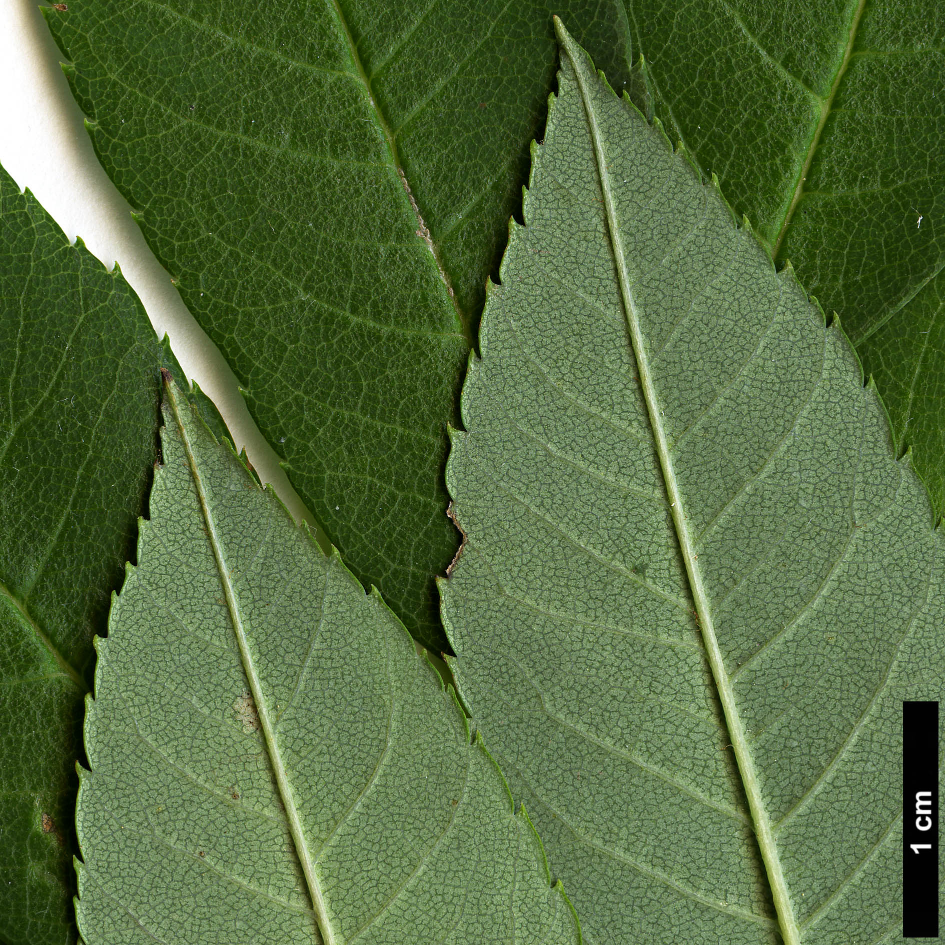 High resolution image: Family: Rosaceae - Genus: Sorbus - Taxon: wilsoniana